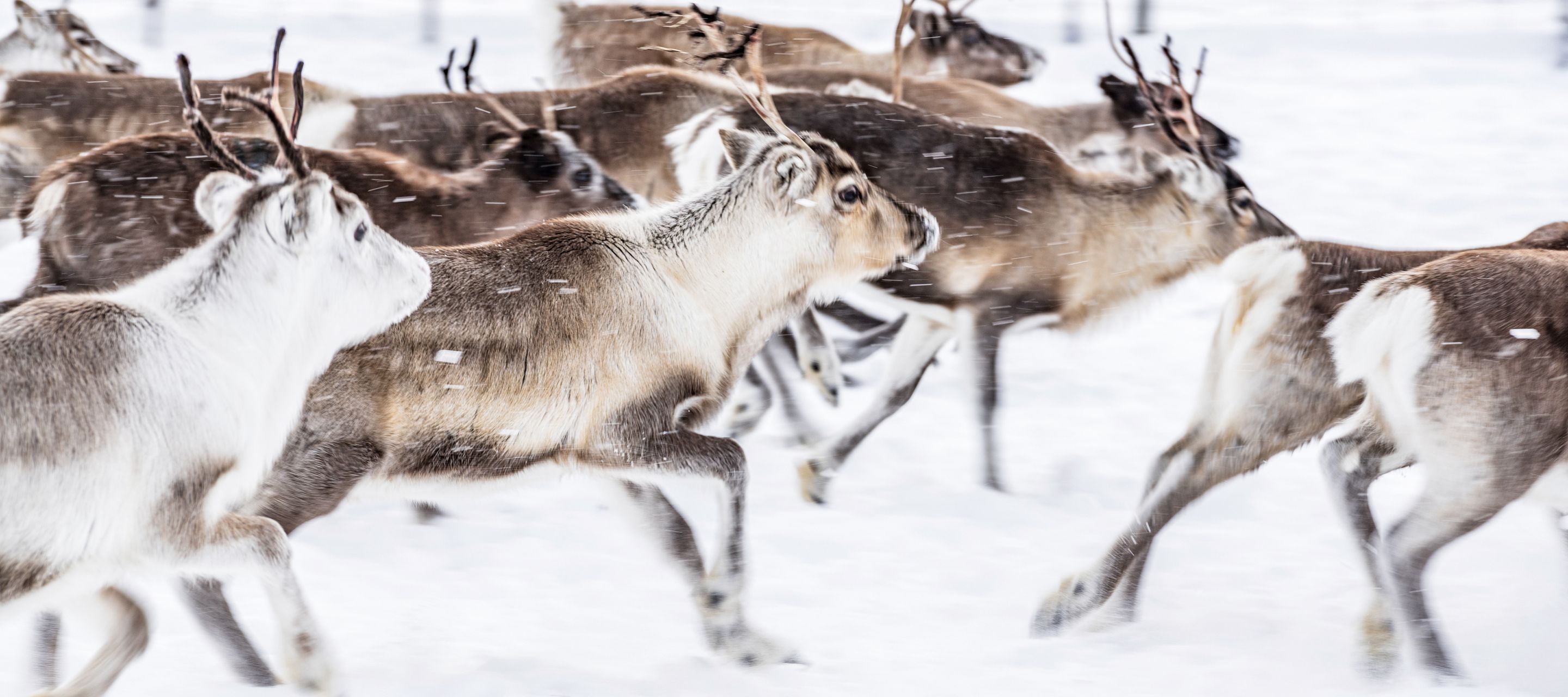 Die Rentiere sind das wichtigste Nutztier von Lappland