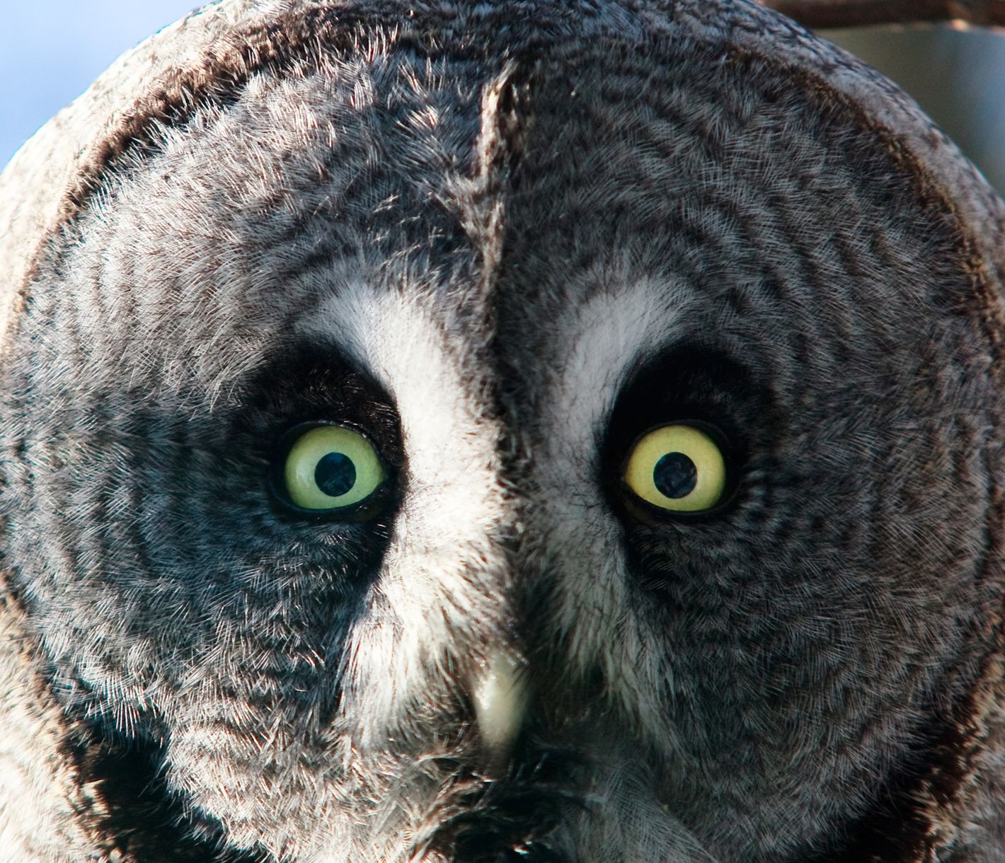 Schau mir in die Augen!