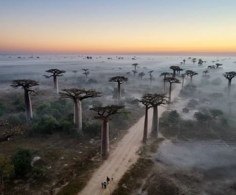 Mystische Morgenstimmung der Baobab-Allee bei Morondava