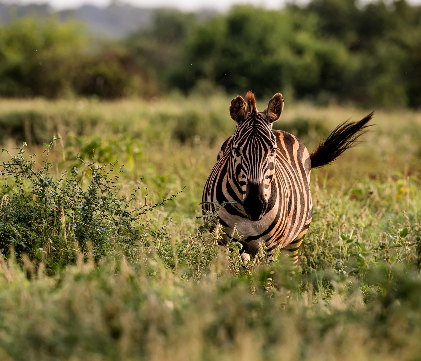 Ein Zebra in einer Ebene im Meru-Nationalpark