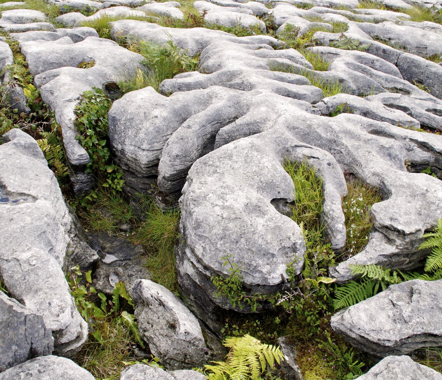 Einzigartiges Burren-Gebiet