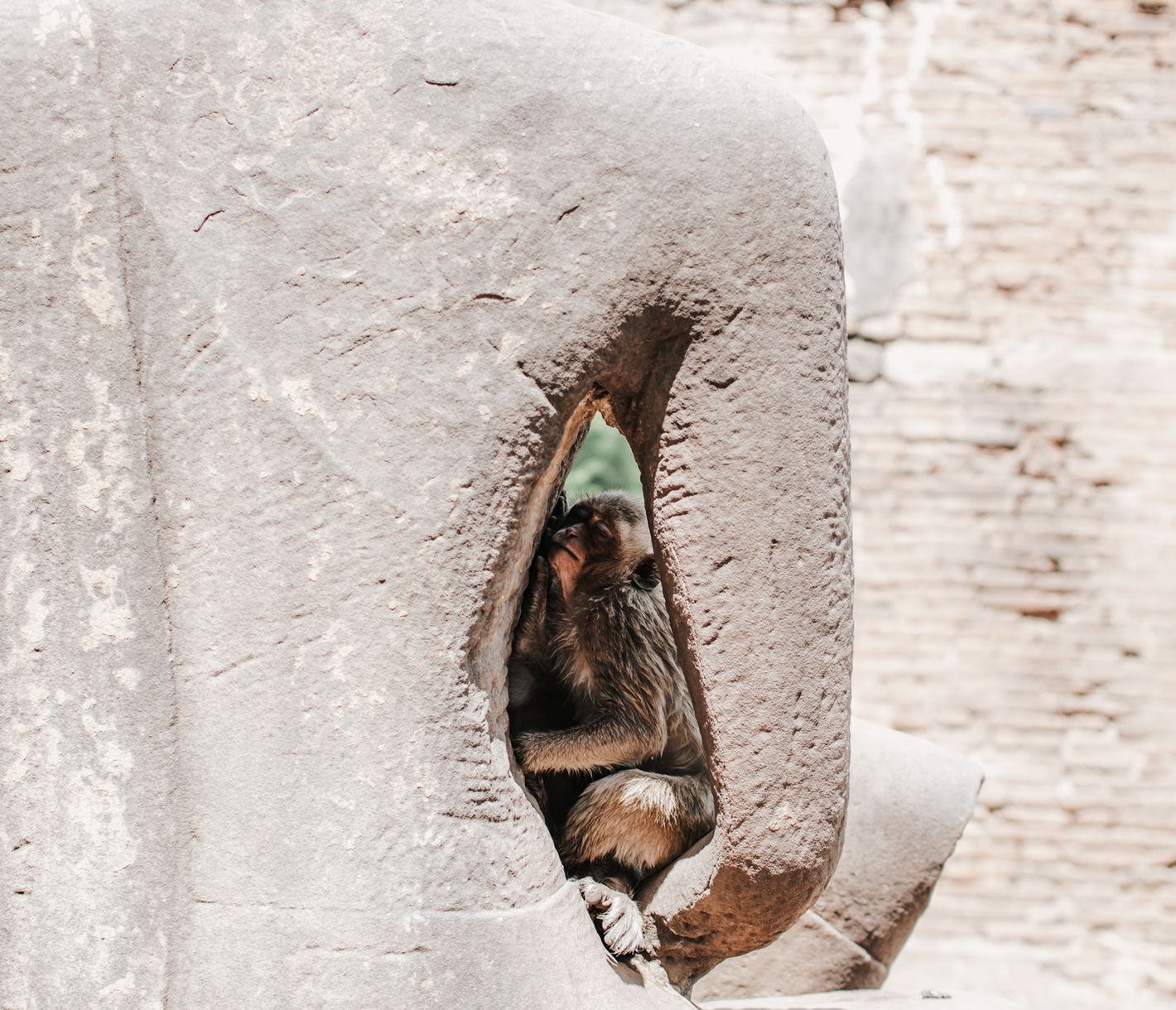 Lopburi ist nicht zuletzt für die grosse Zahl an Langschwanzmakaken bekannt.