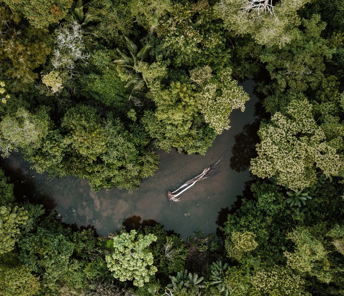 Undurchdringlicher Dschungel soweit das Auge reicht.