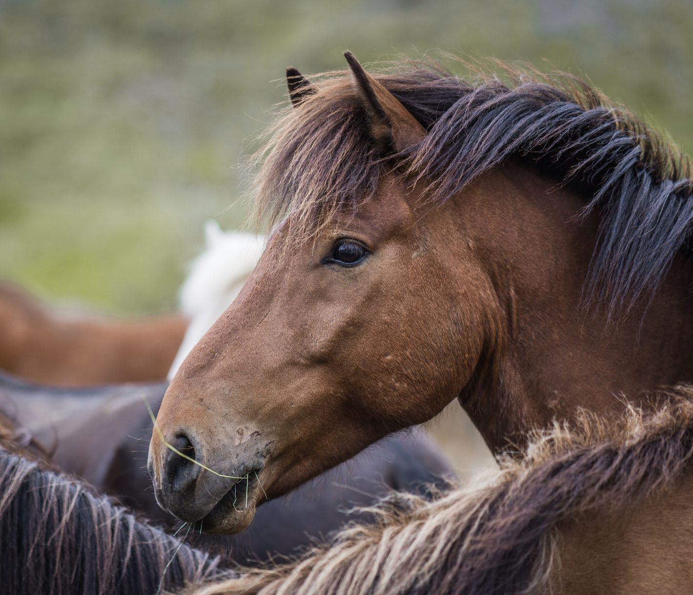 Islandpferde in Skagafjörour