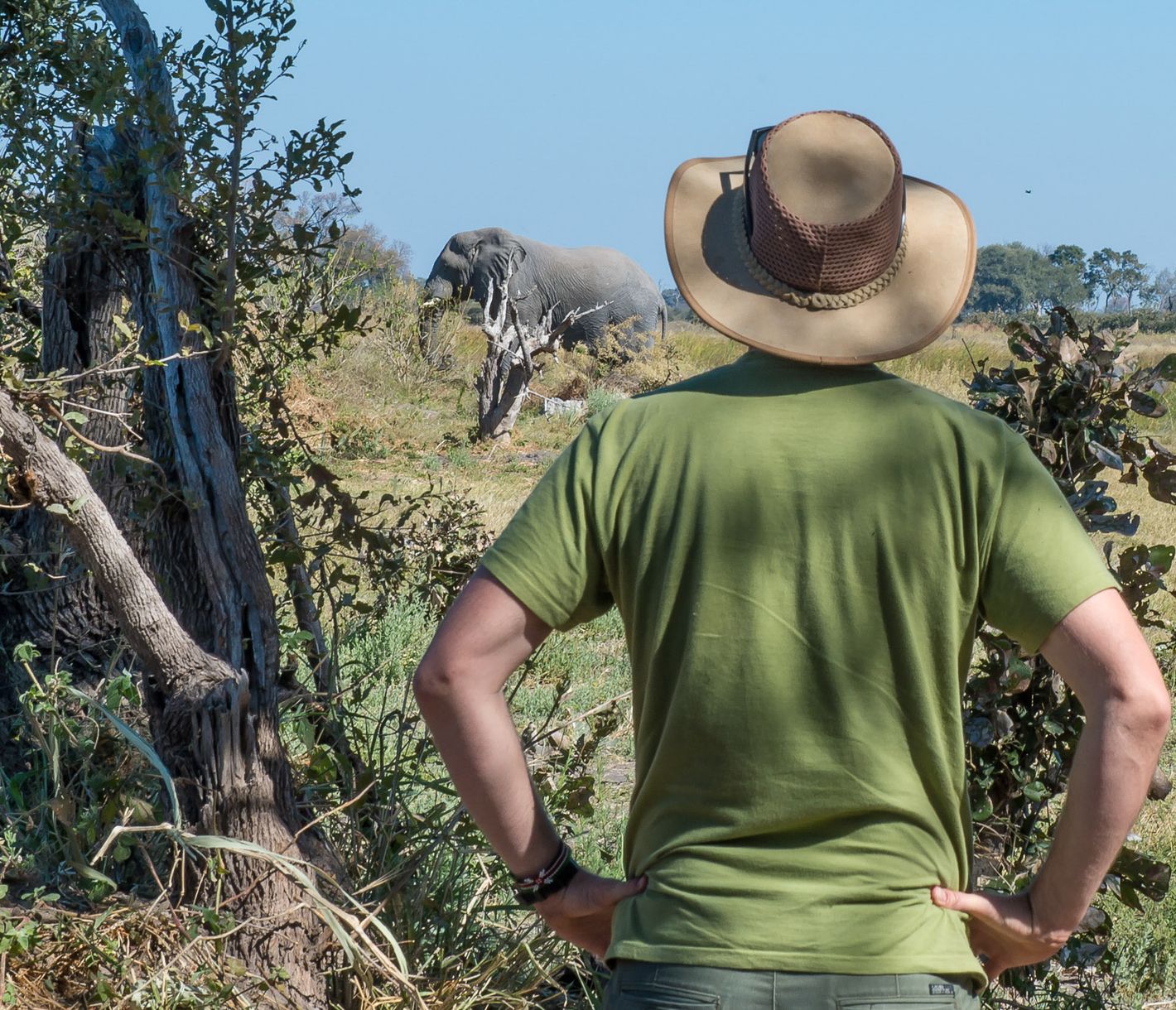 Mit dem Elefanten auf Augenhöhe – in sicherer Distanz