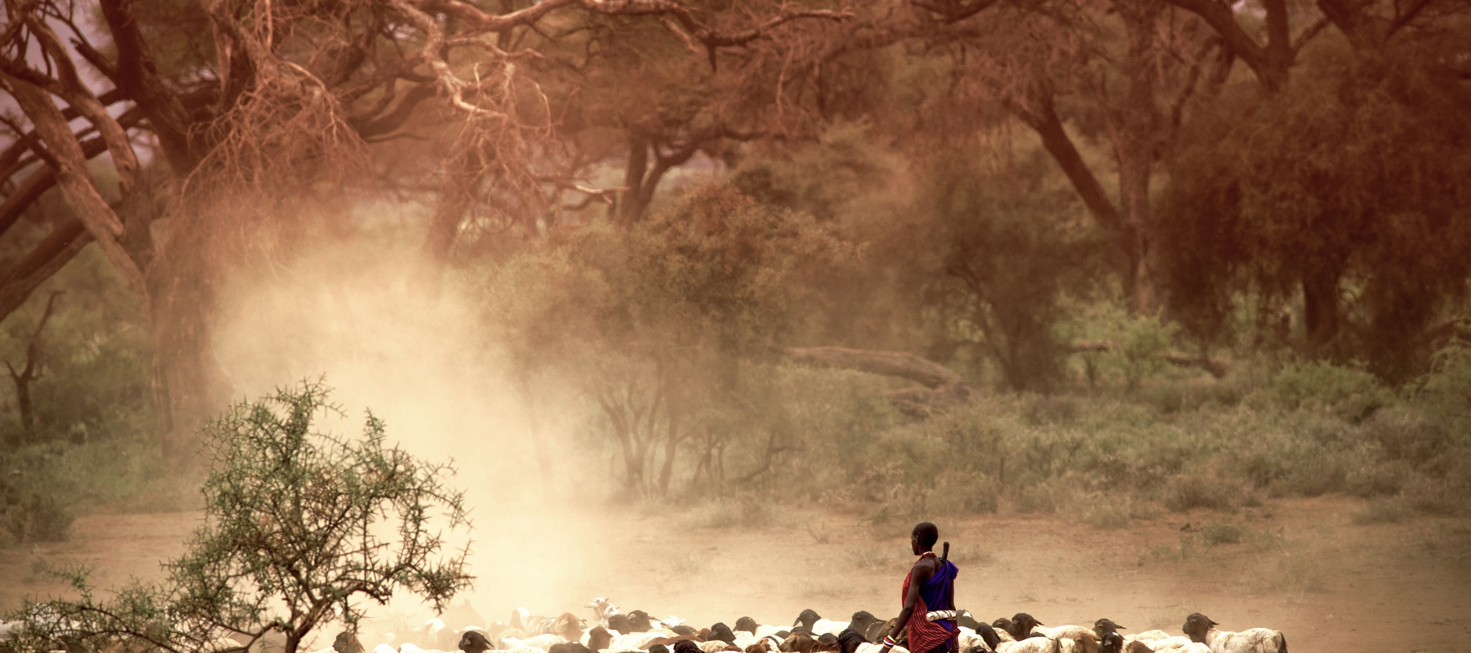 Masai und Samburu: zwei Völker mit ähnlicher Lebensweise als Viehzüchter