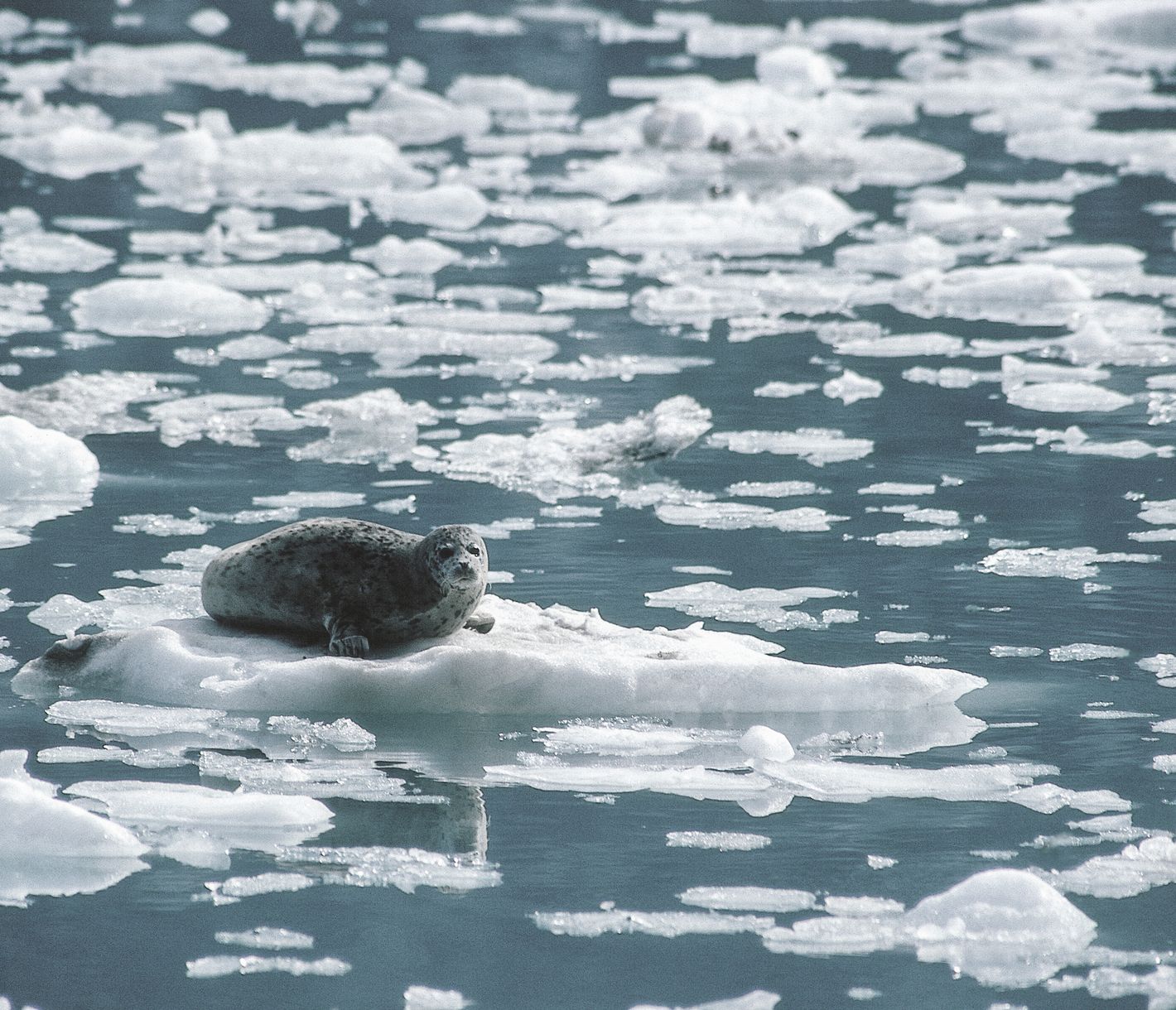 Seehund im Glacier Bay National Park