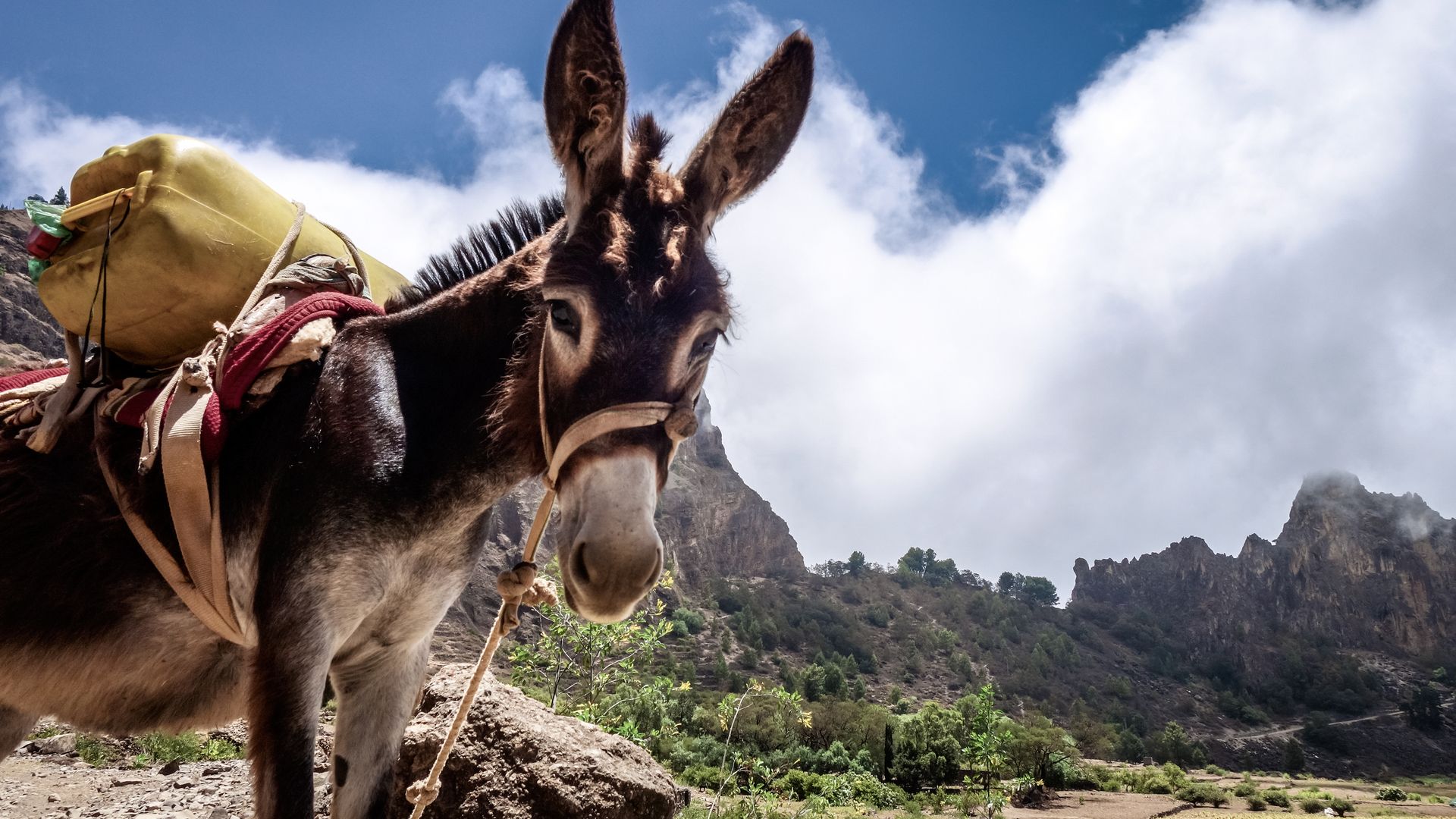 Esel beim Cova-Krater auf Santo Antão, Kapverden