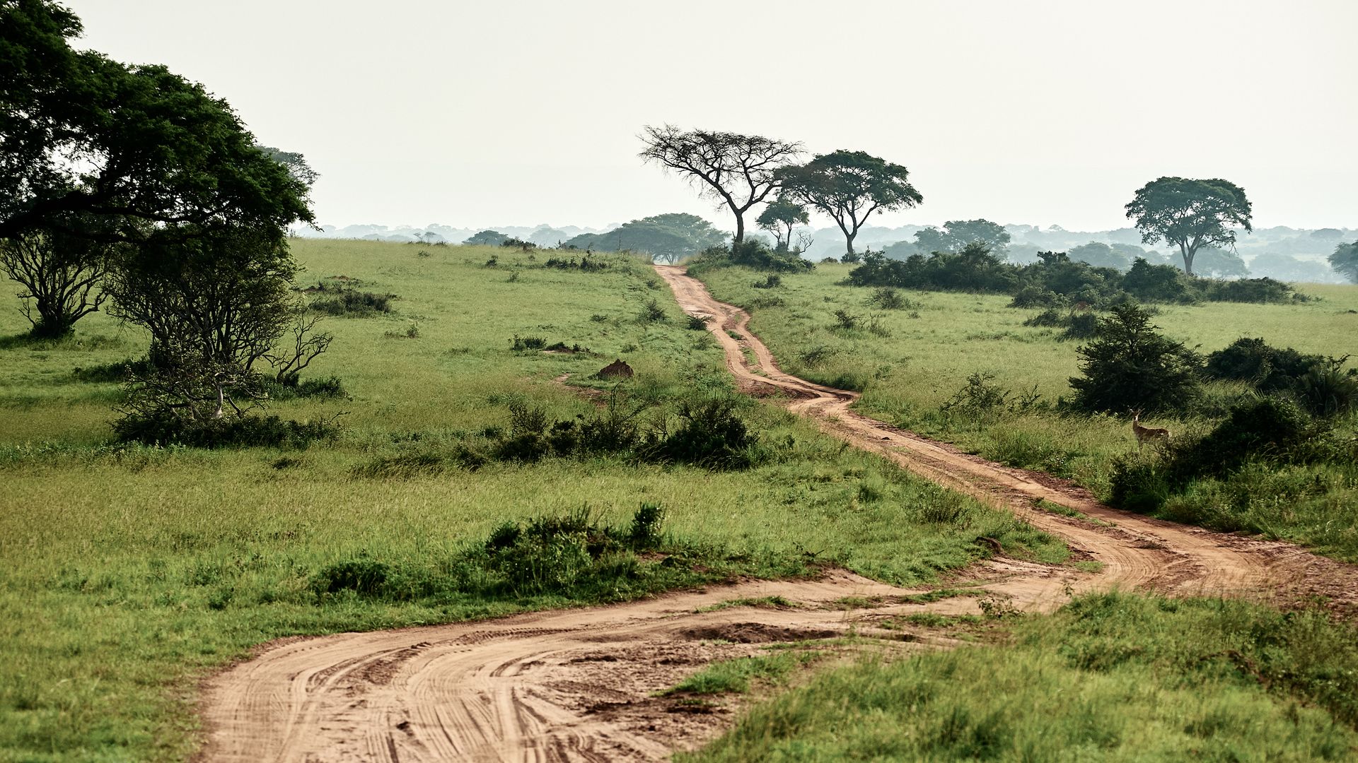 Route non goudronnée dans le Parc National de Murchison Falls