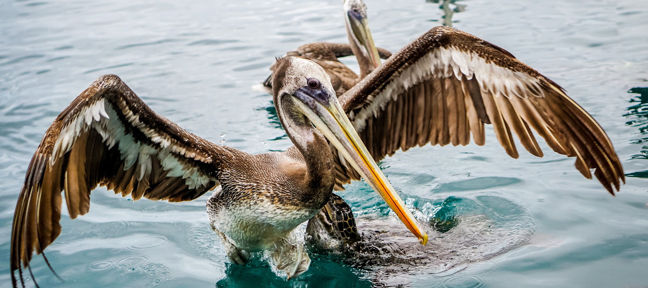 Der majestätische Pelikan und sein effizienter Fischfang
