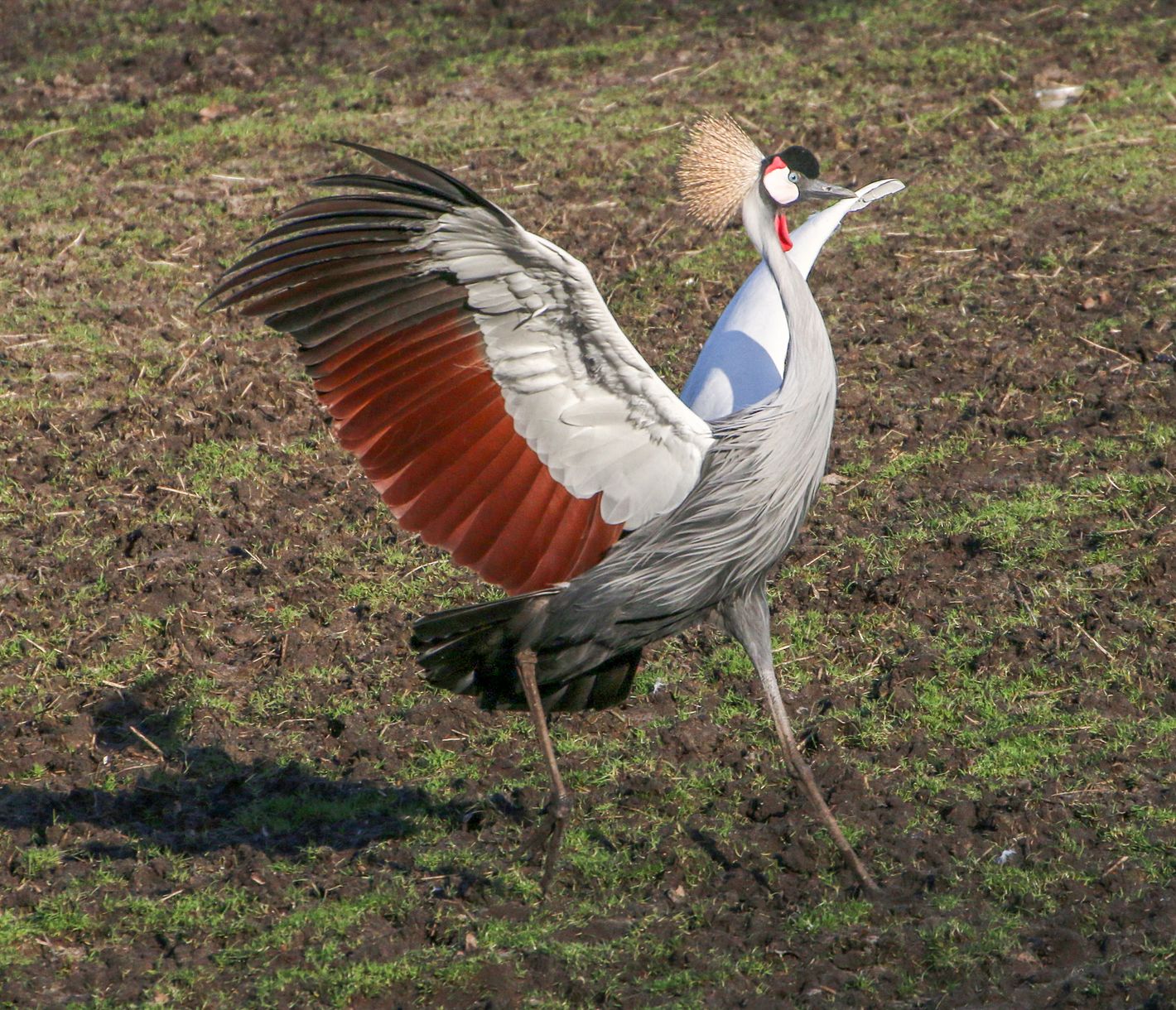 Der Südafrika-Kronenkranich, der Nationalvogel Ugandas, im Anflug