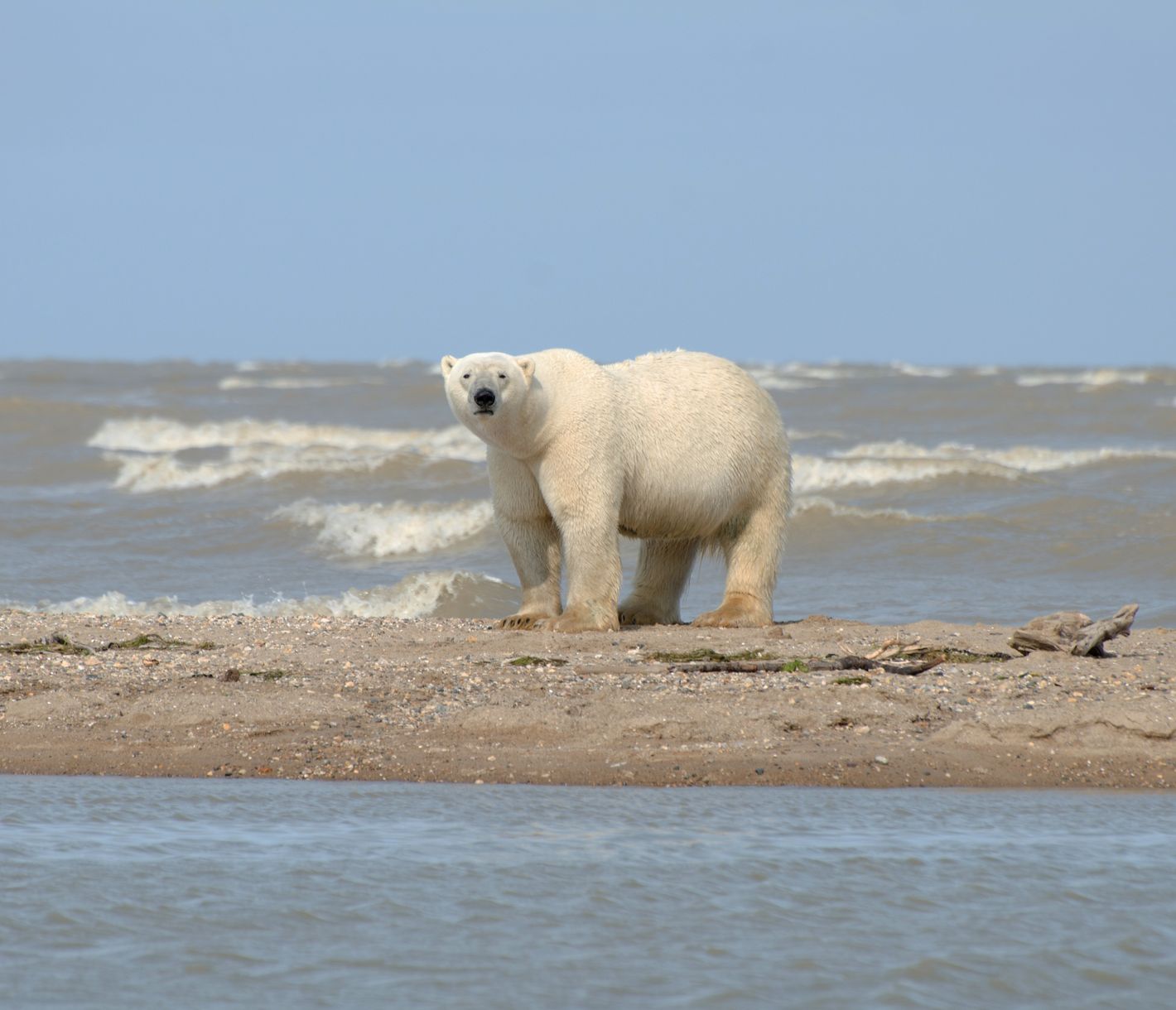 Schon von weitem gerochen