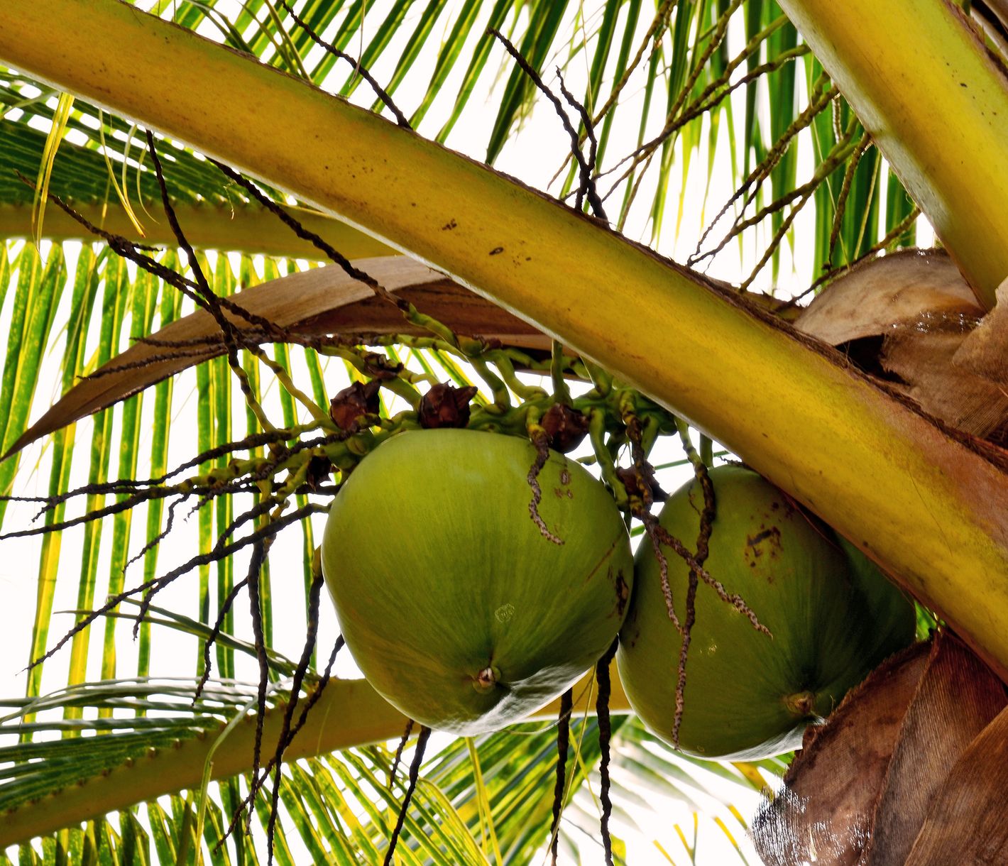In der Baan Takian Tia Community werden Kokosnüsse nachhaltig kultiviert.