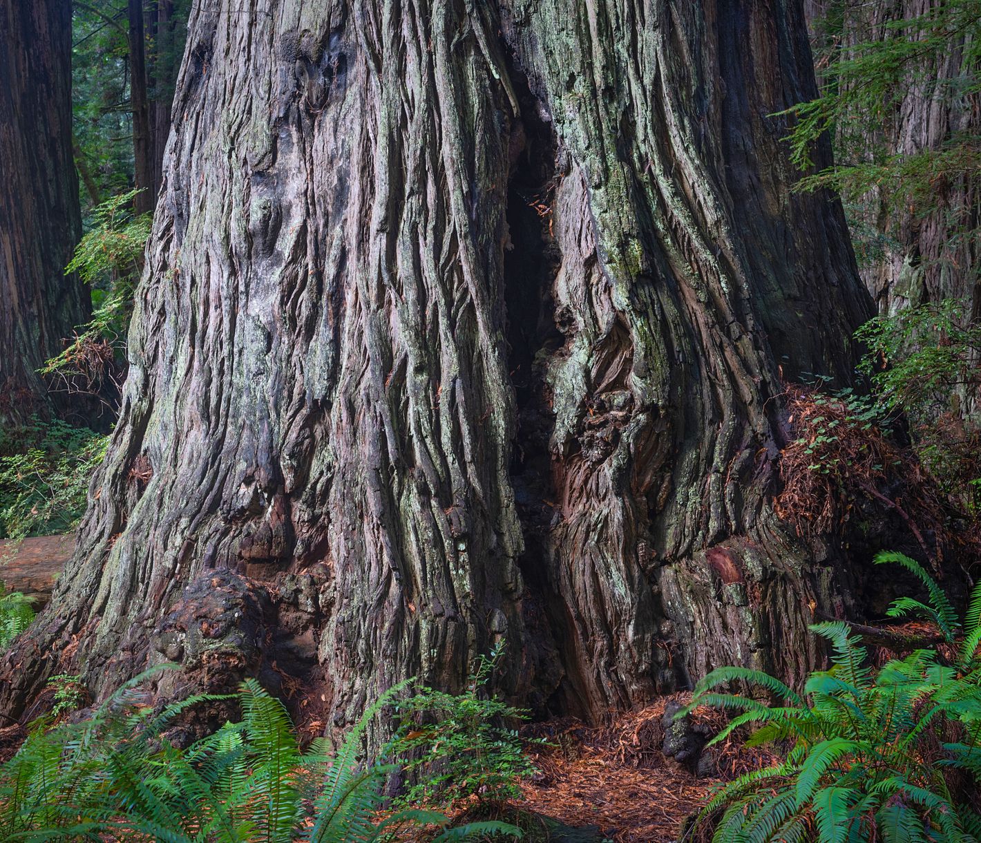 Der Redwood National Park – der Ort mit den gigantischsten Bäumen der Welt