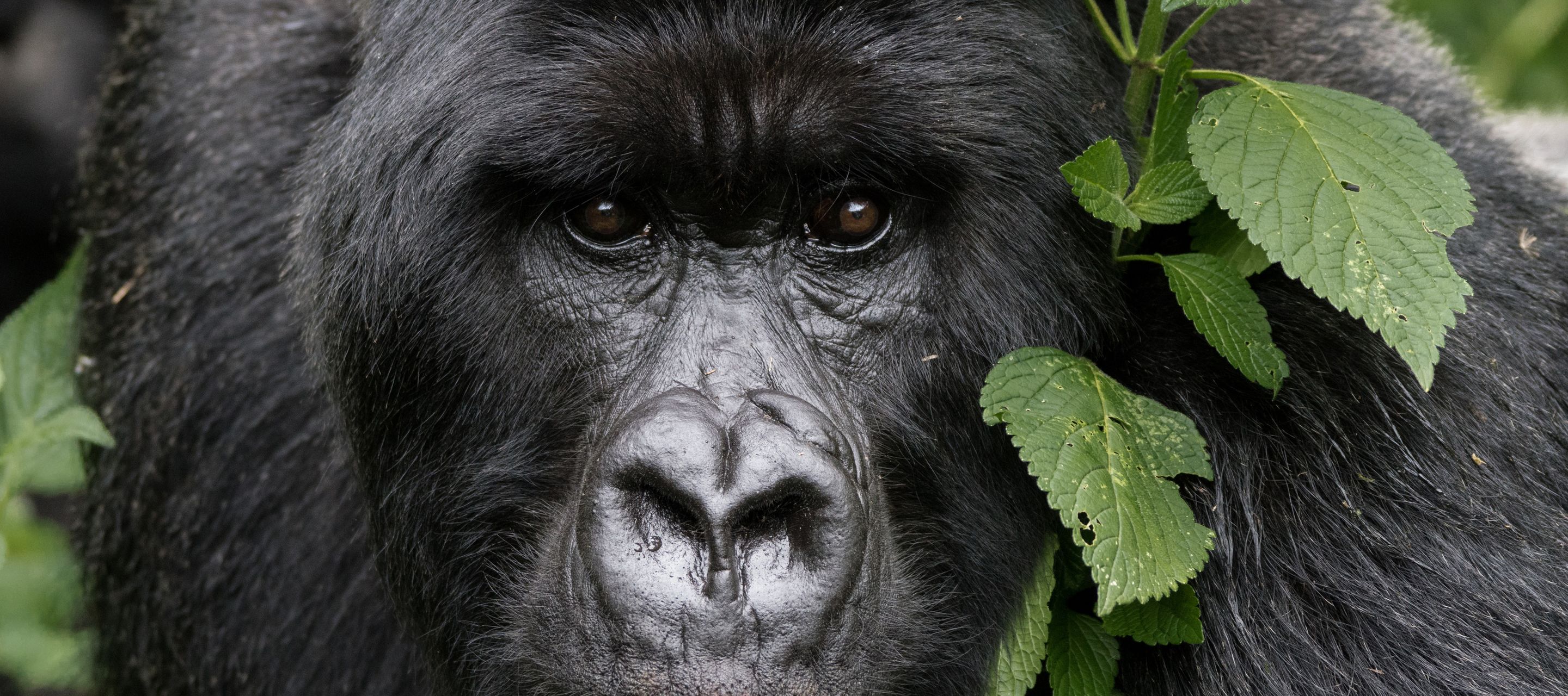 Mächtiger Silberrücken im Volcanoes-Nationalpark