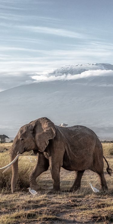 D’immenses marécages créent au coeur du parc Amboseli de véritables oasis de vie