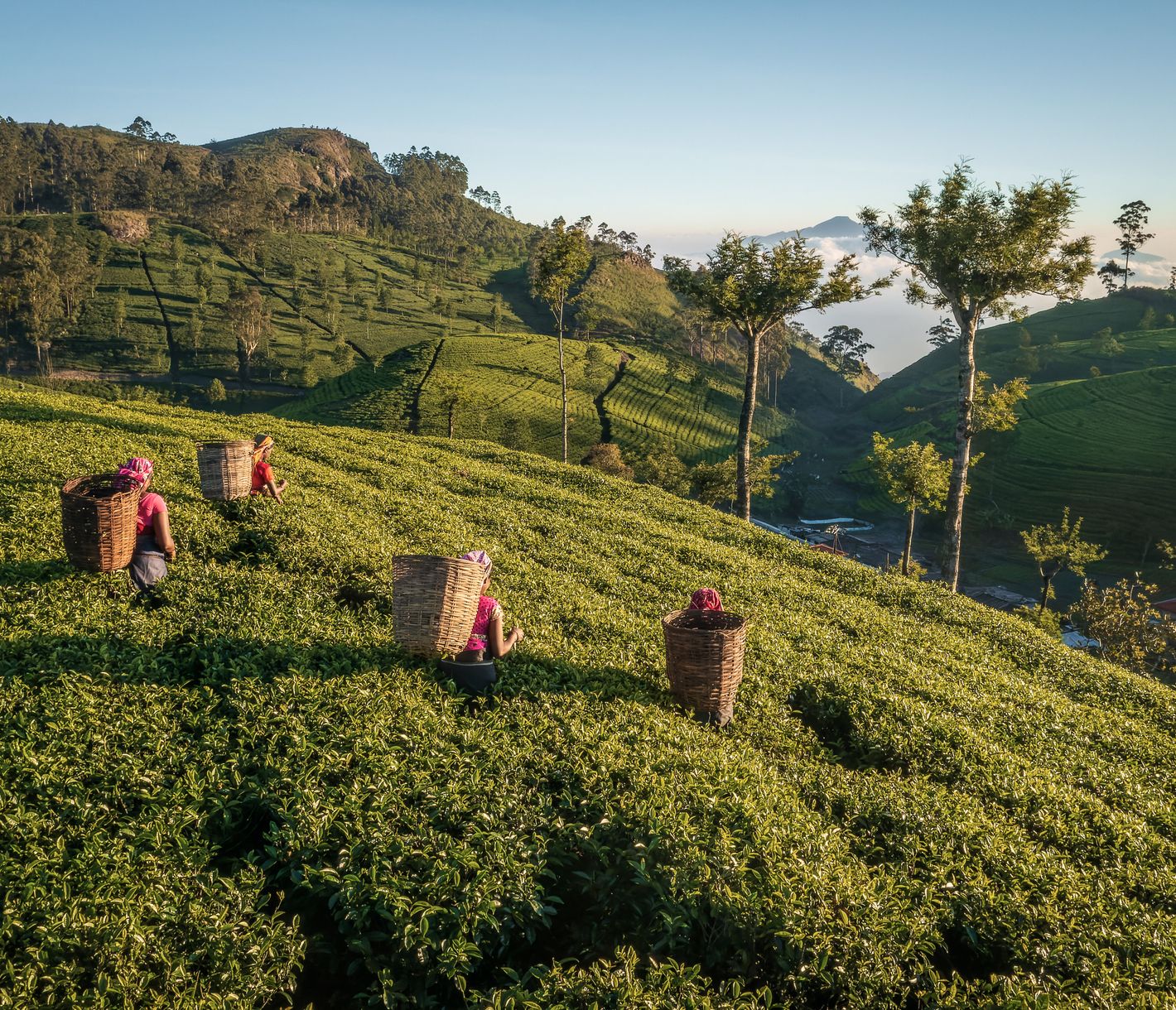 Die Teeregion im hügeligen Landesinnern