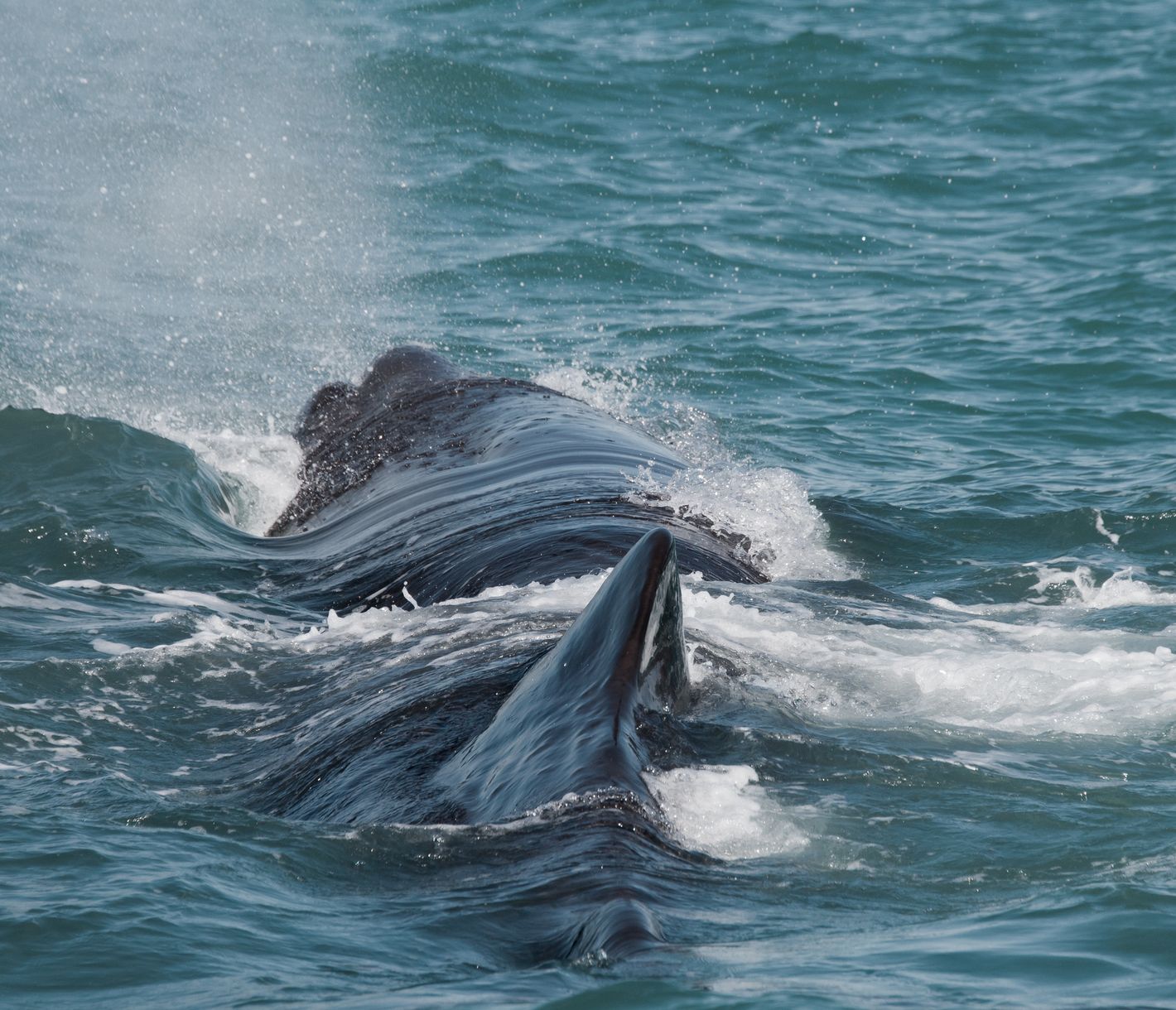 Whale Watching in Kaikoura