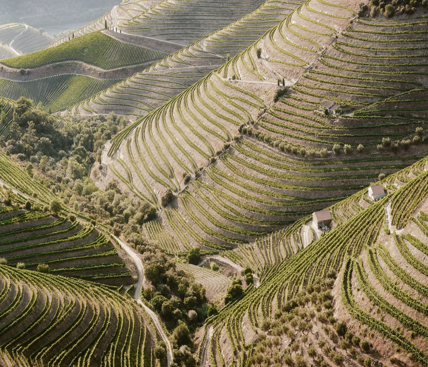 Weinberge im Douro-Tal – im Herzen der Alto Douro Region