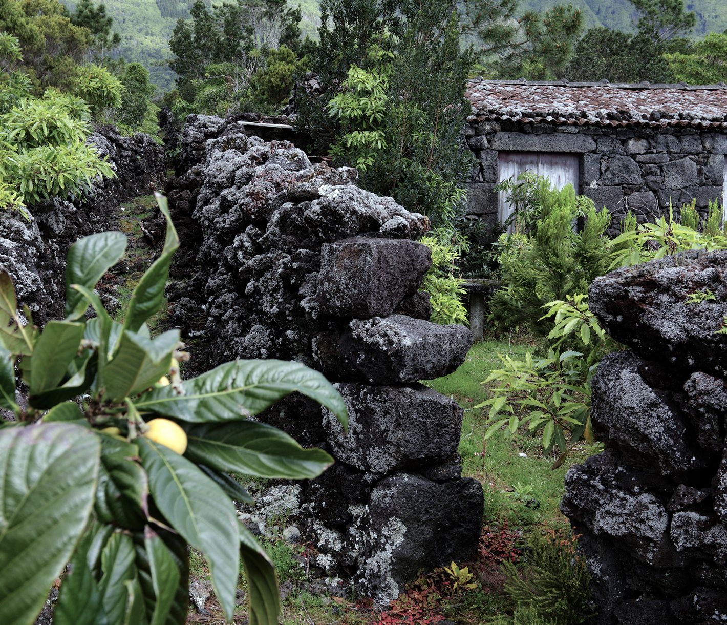 Pico – die Insel der Vulkane