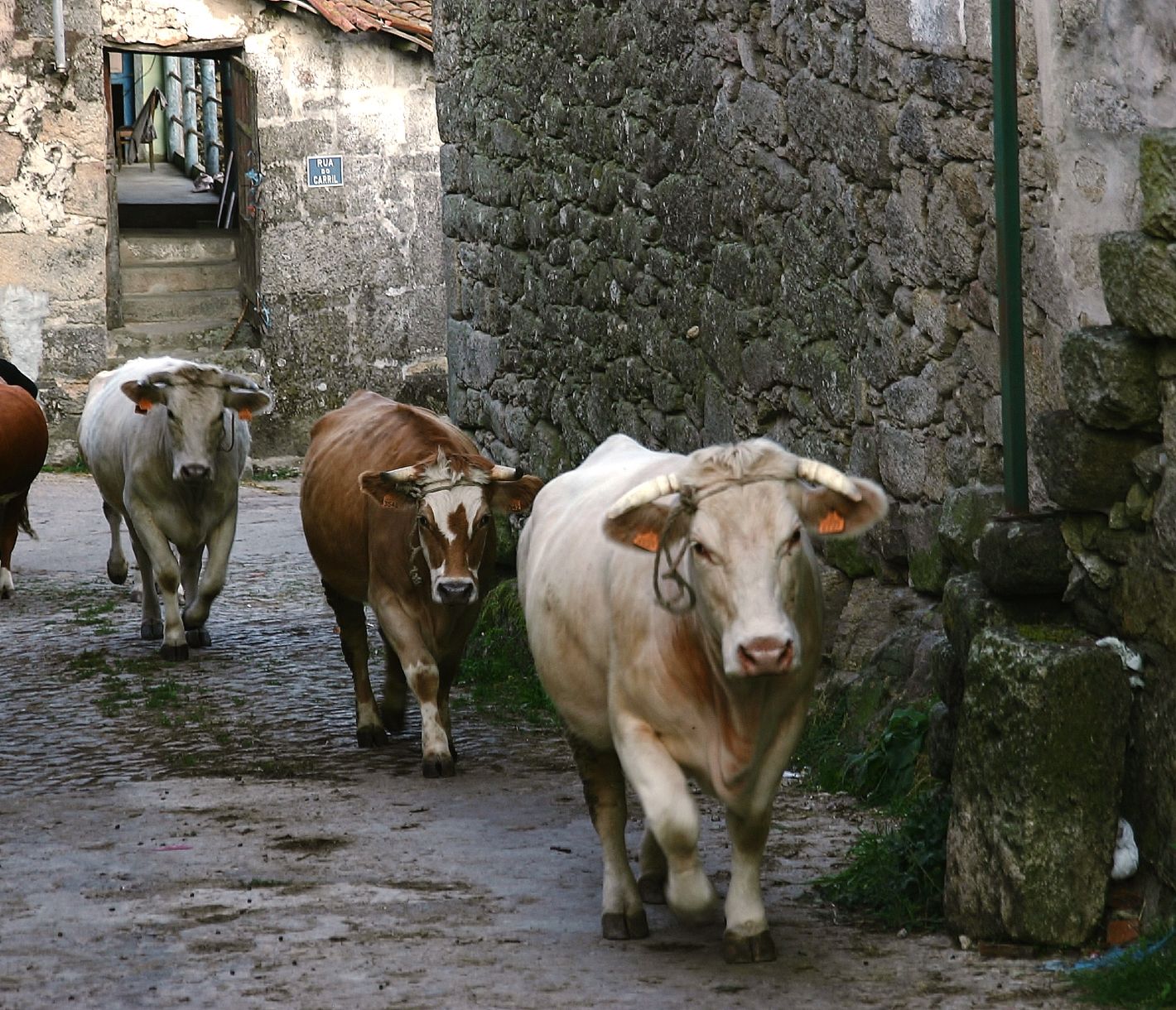 Traditionelles Landleben im Norden Portugals