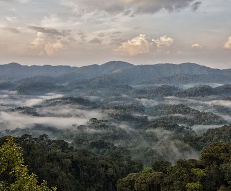 Des nappes de brouillard traversent la forêt de Nyungwe.