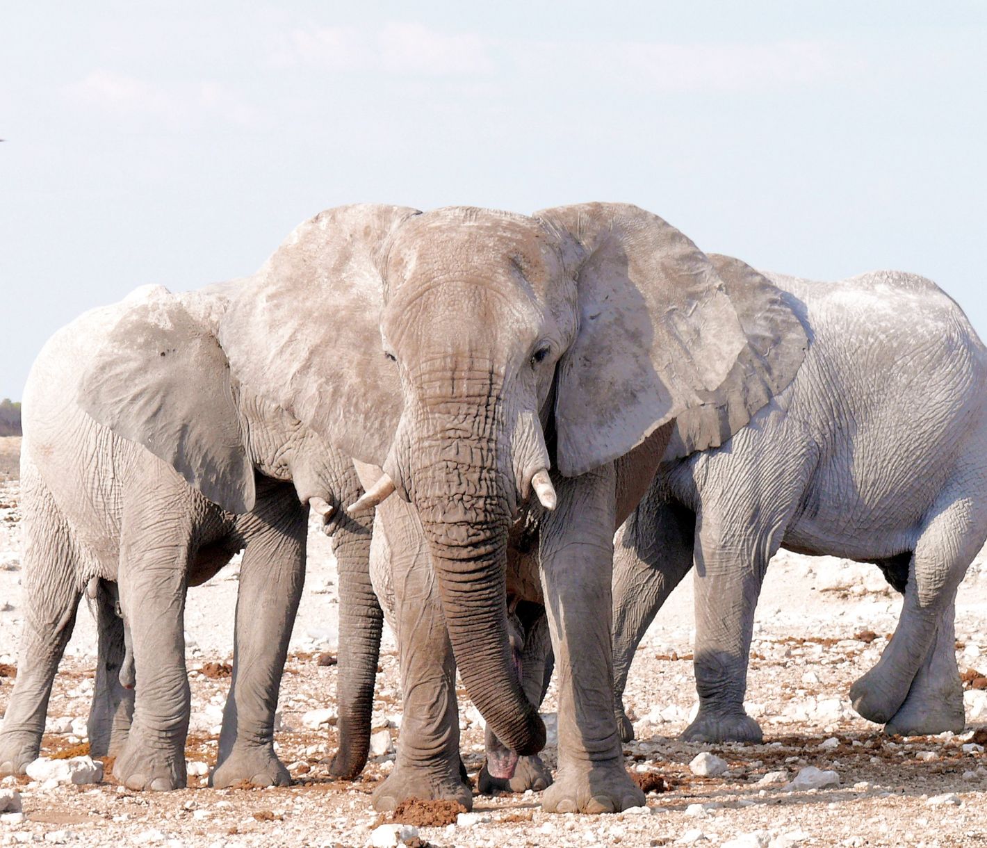 Elefantenfamilie auf der Suche nach Wasser in der Etosha-Pfanne