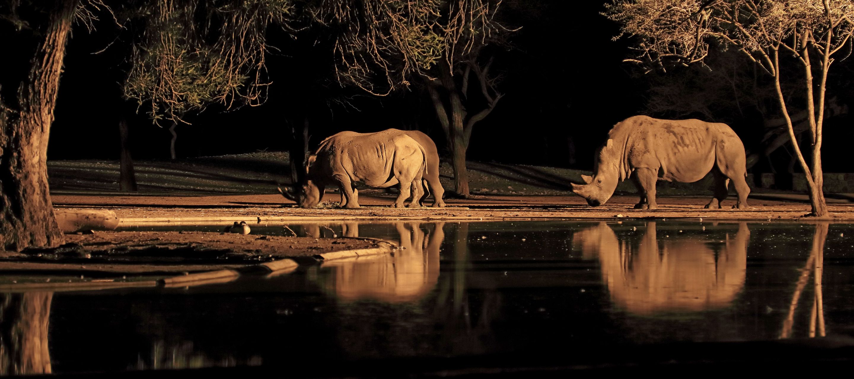 Weisse Nashörner grasen beim Wasserloch.