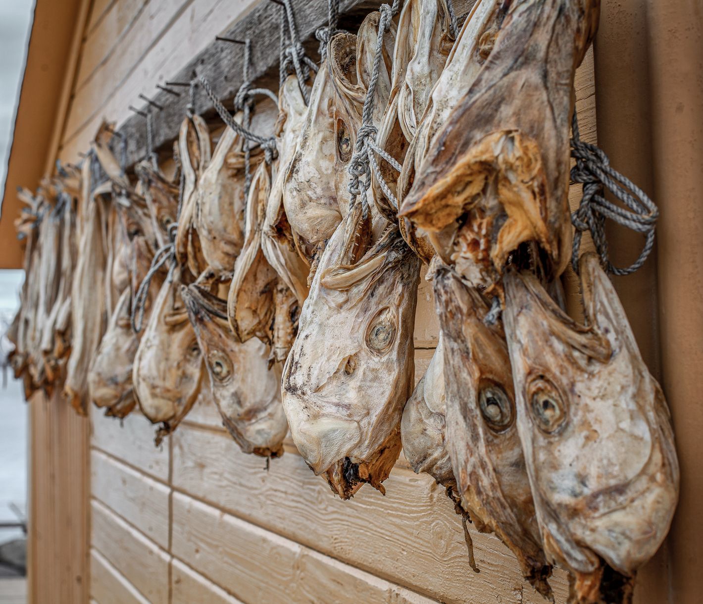 Stockfisch sollte man zumindest probiert haben!