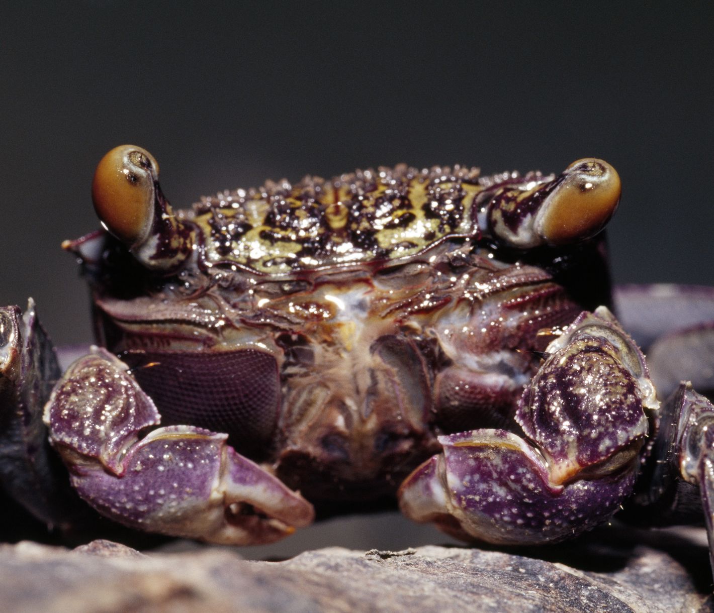 Diese Krabbe ist eine farbenprächtige Bewohnerin der Mangrovensümpfe.