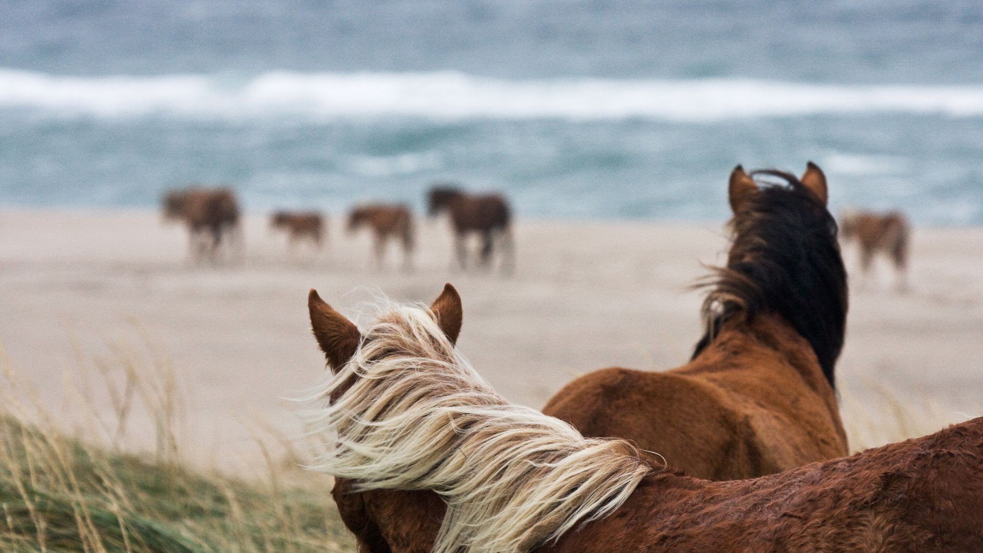 Wildpferde können an der Assateague Island National Seashore beobachtet werden.