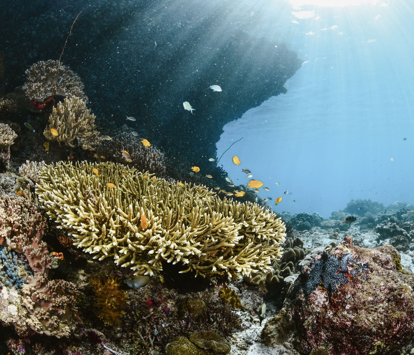 Farbenfrohe Unterwasserwelt der Malediven