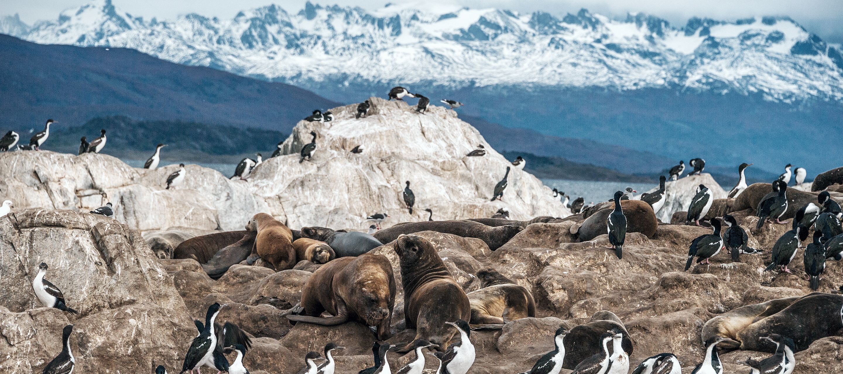 Le fameux canal de Beagle, lieu d’expédition d’un certain Charles Darwin