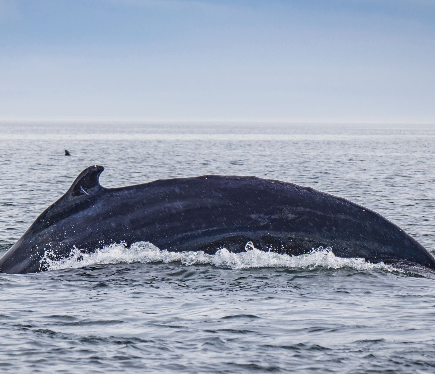 Au large de Tadoussac, une baleine de Minke fait surface pour prendre de l’air.