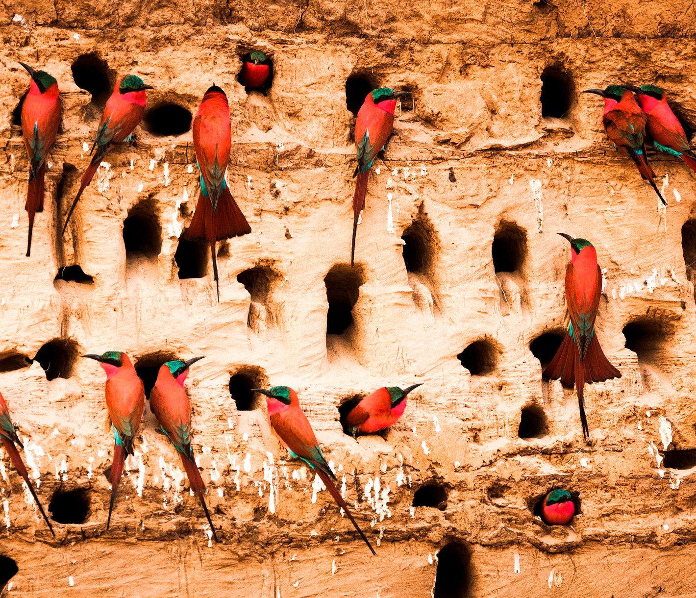 Vor den Nestern sitzende Weissstirn-Bienenfresser in Sambia