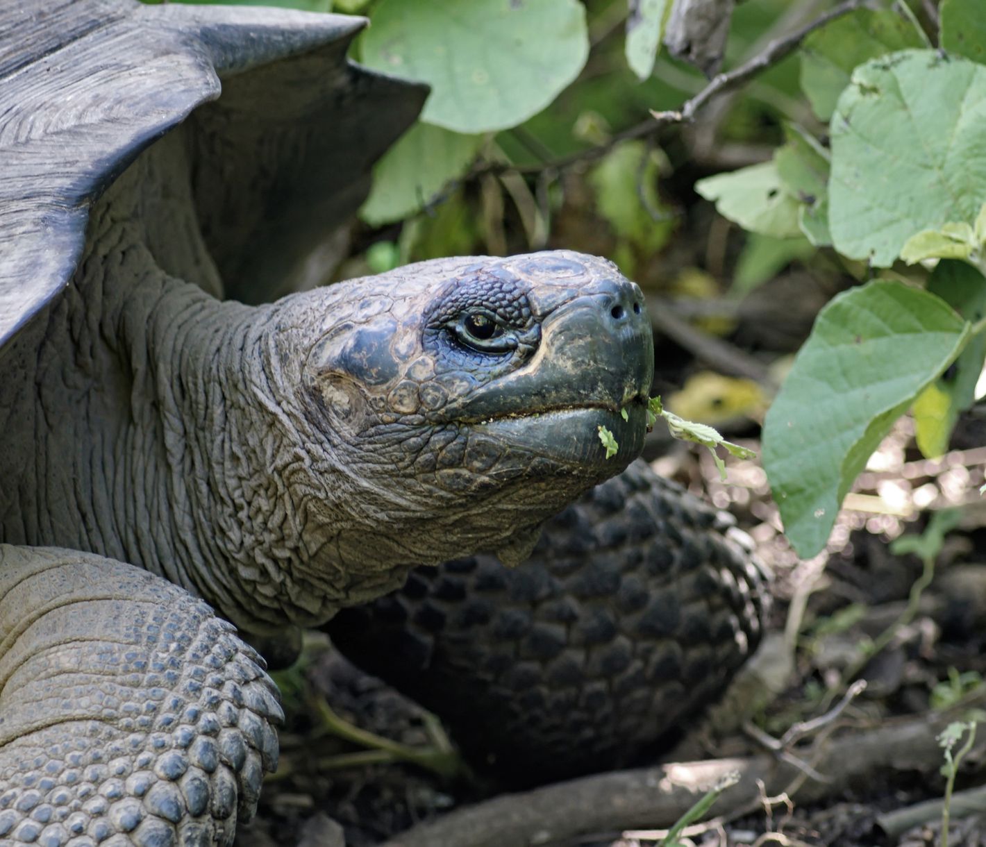 Lebewesen aus der Urzeit.