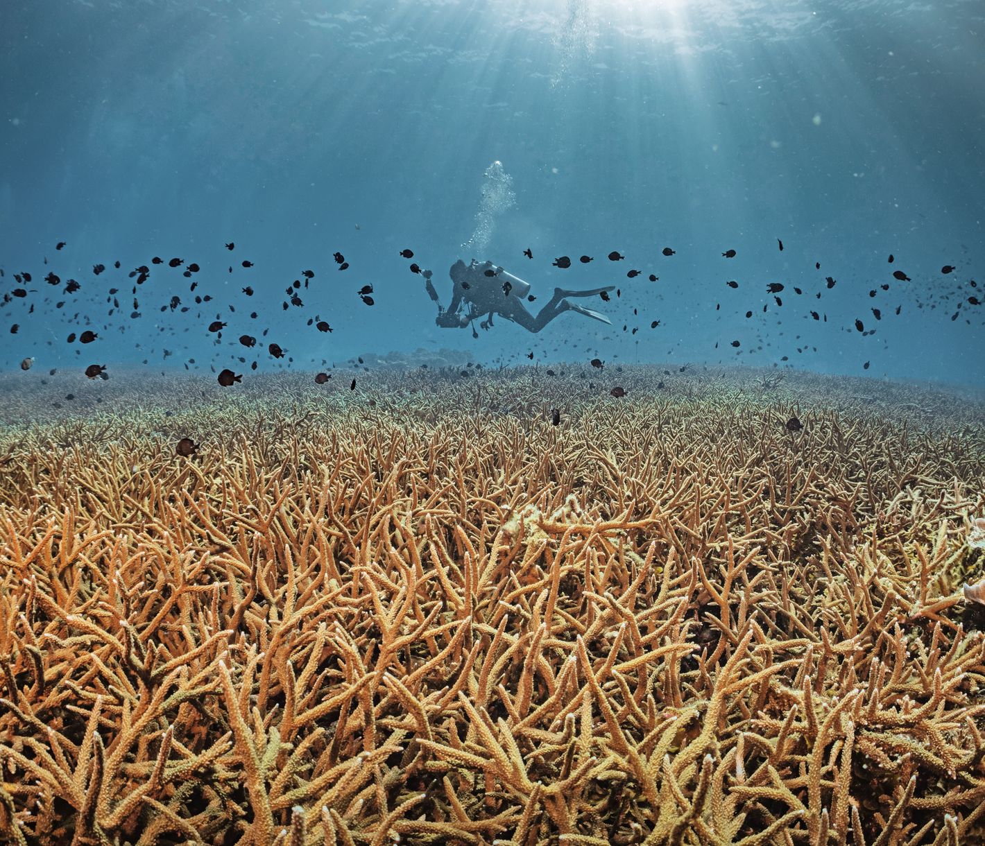 In eine faszinierende Welt eintauchen