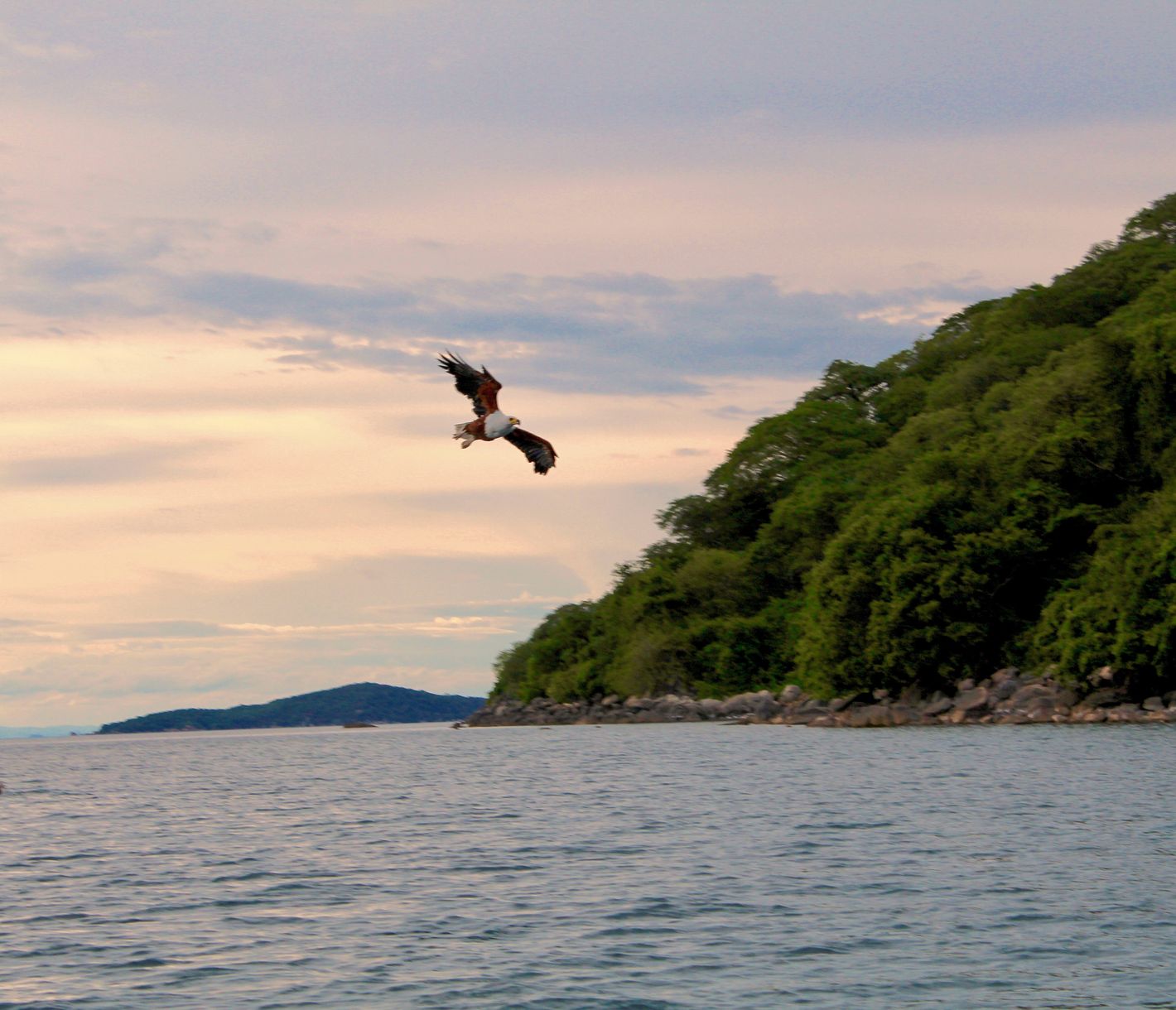 Adler bei Sonnenuntergang über dem Malawisee