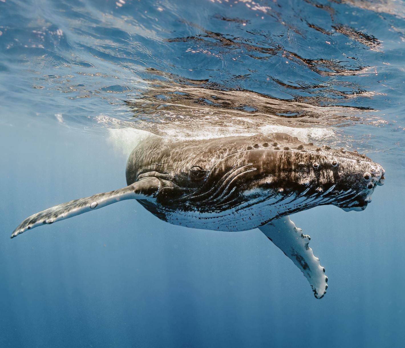  Emotion forte lors d’une rencontre avec ce monument des océans