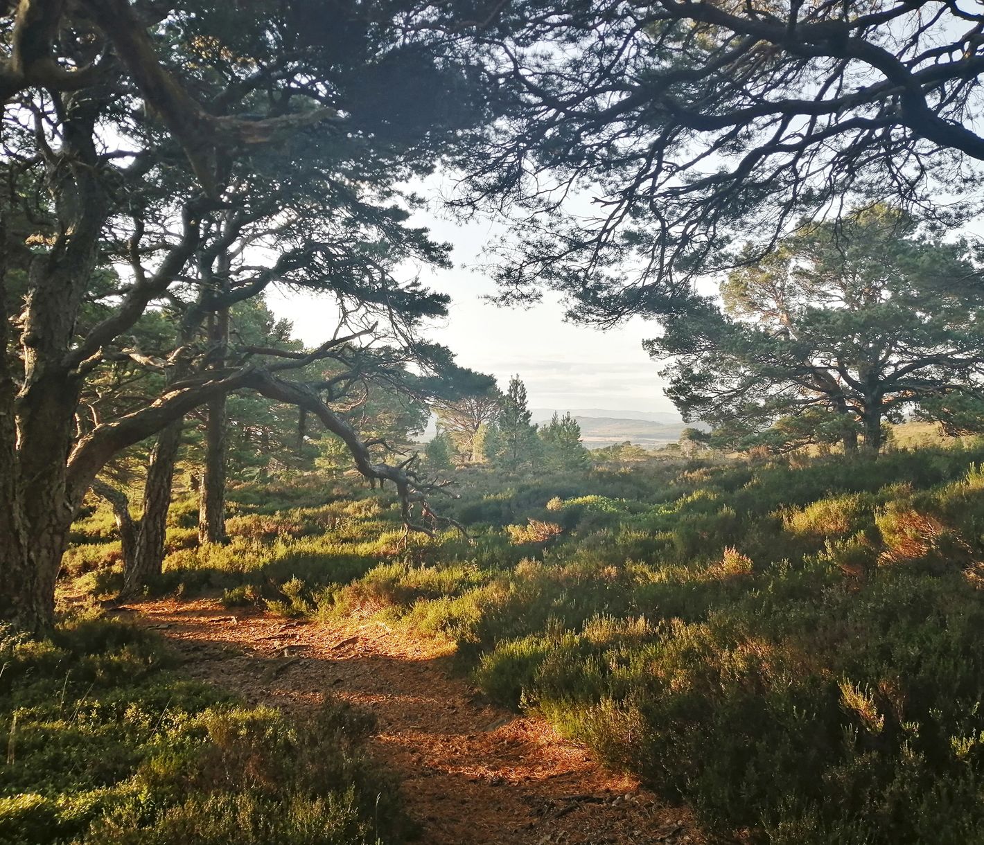Cairngorms National Park
