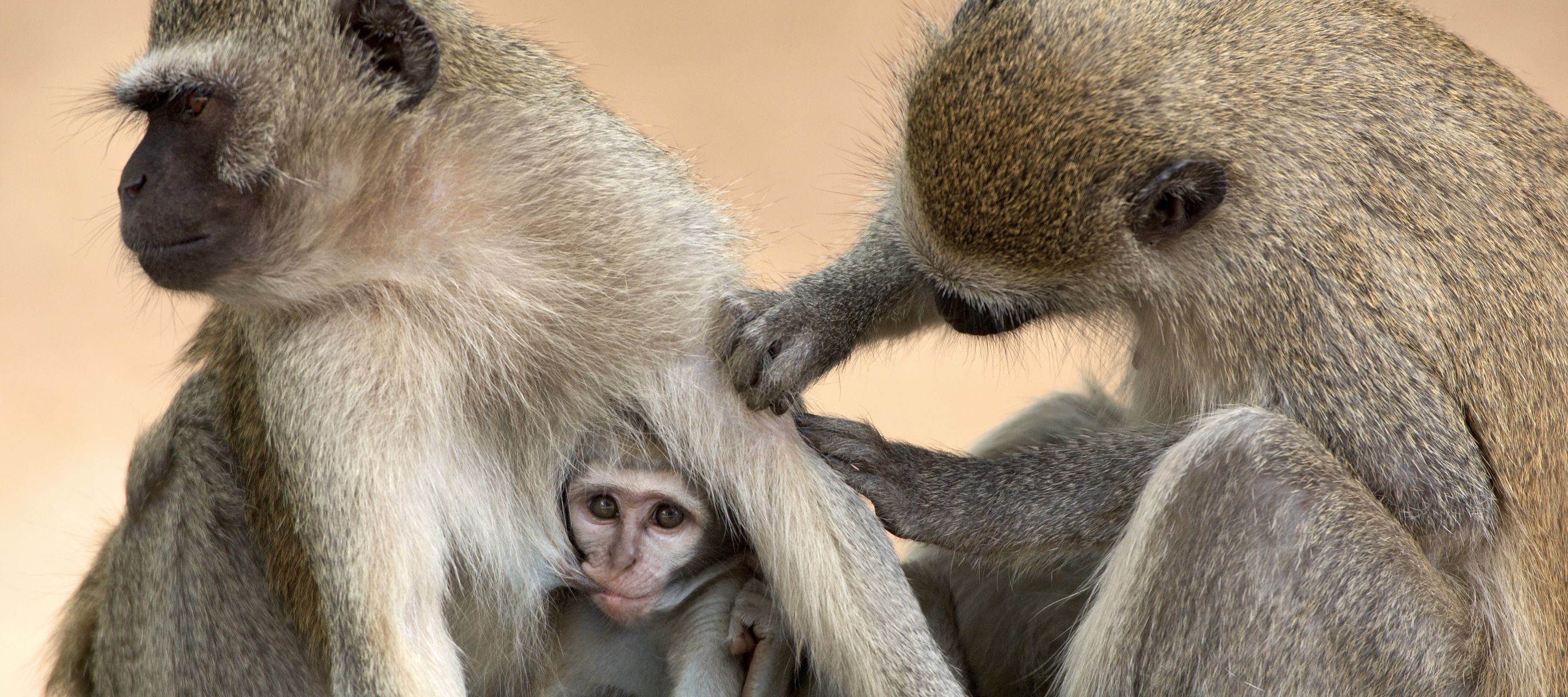 Affen sind sehr reinliche Tiere. Die Fellpflege ist sehr wichtig
