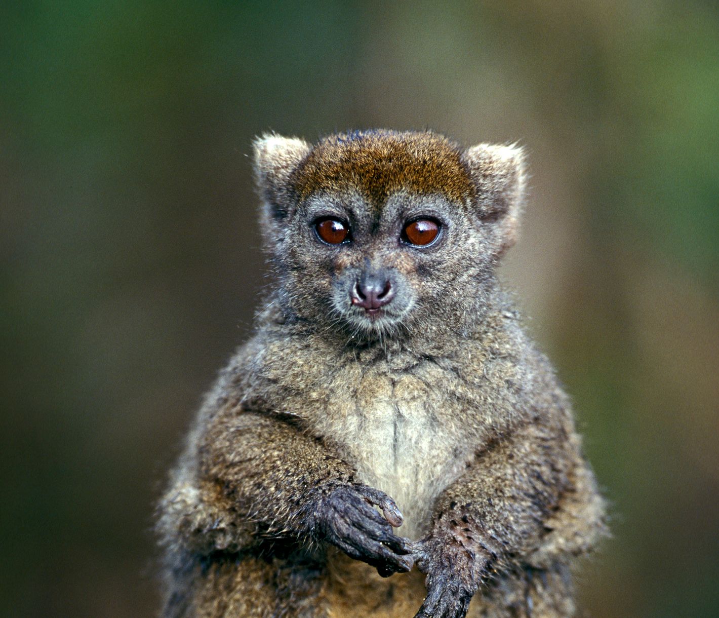 Ein Östlicher Bambuslemur balanciert auf einem Ast im Analamazoatra-Reservat.