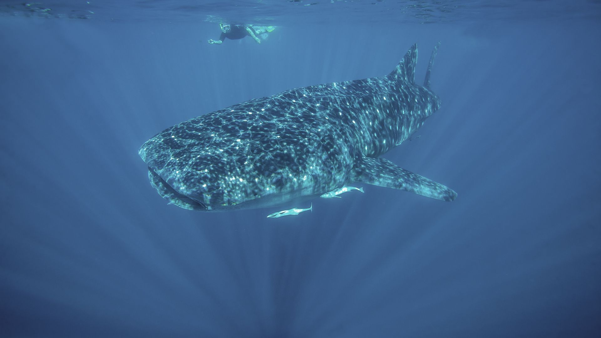 Moi aussi, je suis un requin.
