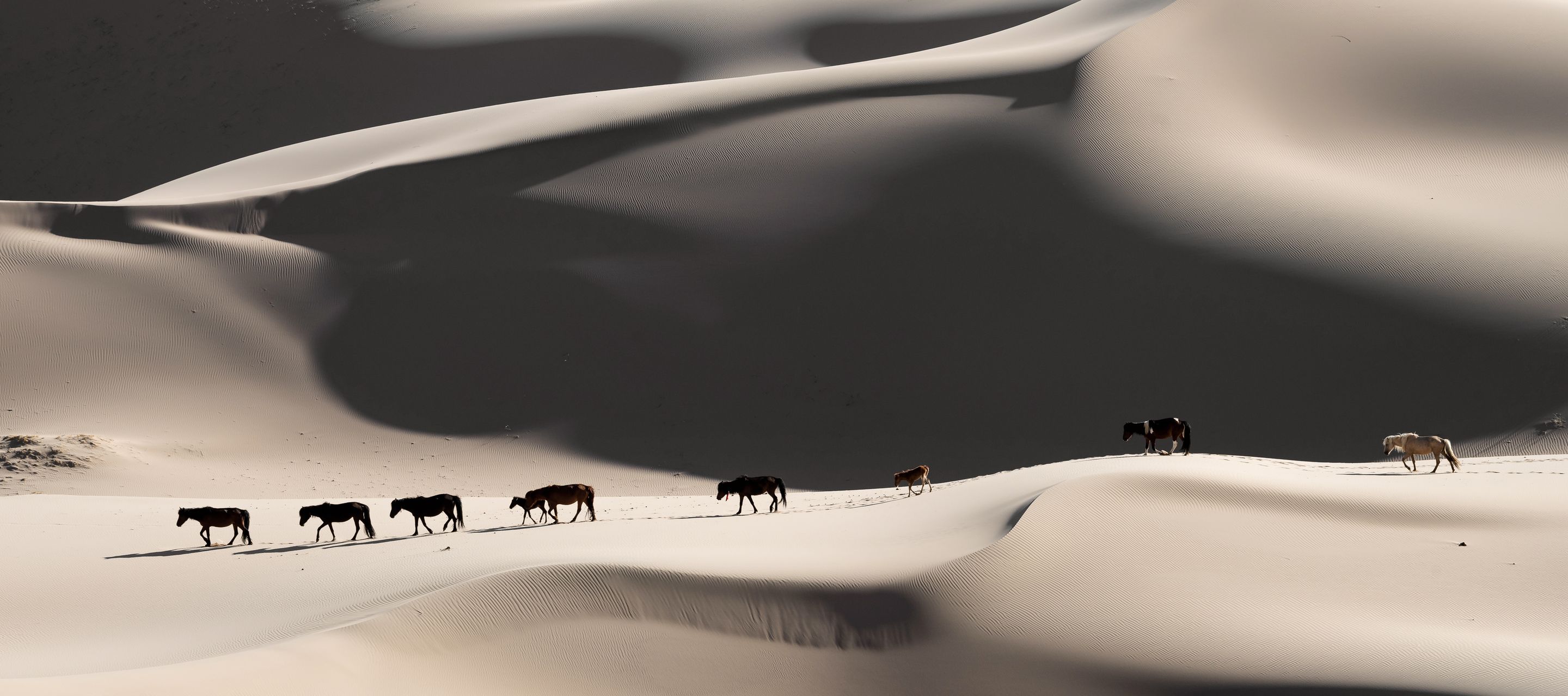 Eine Pferdeherde bahnt sich ihren Weg durch die eindrücklichen Khongor-Sanddünen in der Wüste Gobi.