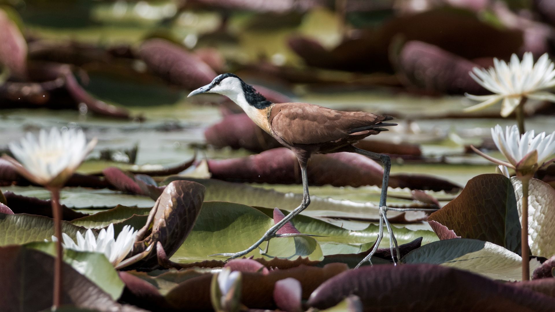 La poule d'eau a le doux surnom d'"oiseau Jésus", car elle semble pouvoir marcher sur l'eau.