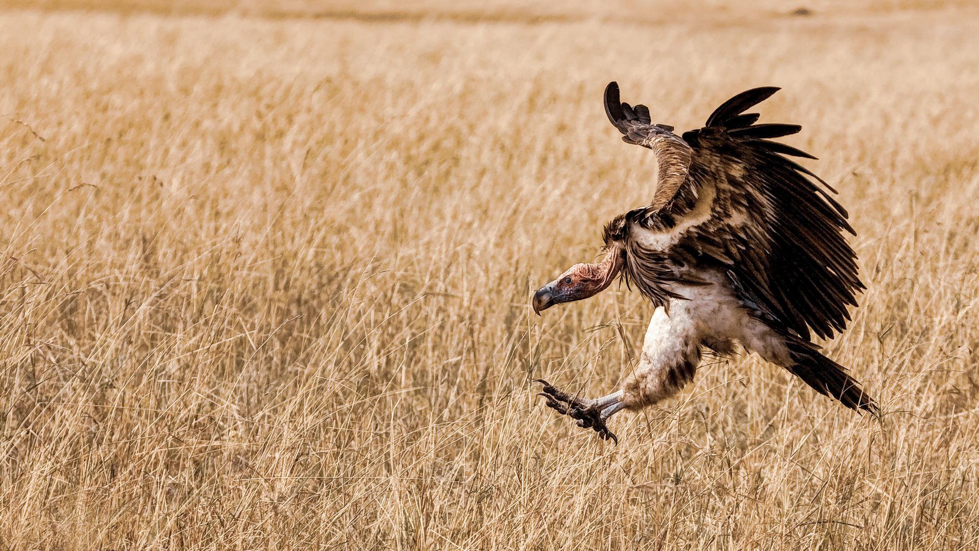 Ein Geier im Endanflug – Eleganz geht anders