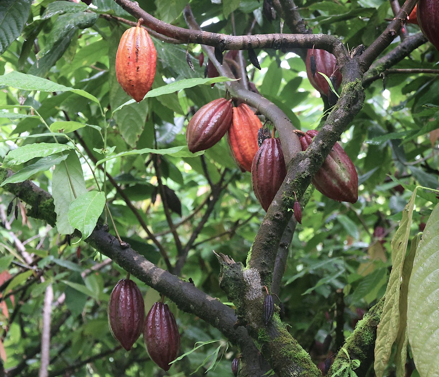 In der Nähe von Hilo wachsen zahlreiche Kakaobäume, die die Grundlage für Hawaiis kleine, aber feine Schokoladenproduktion bilden.