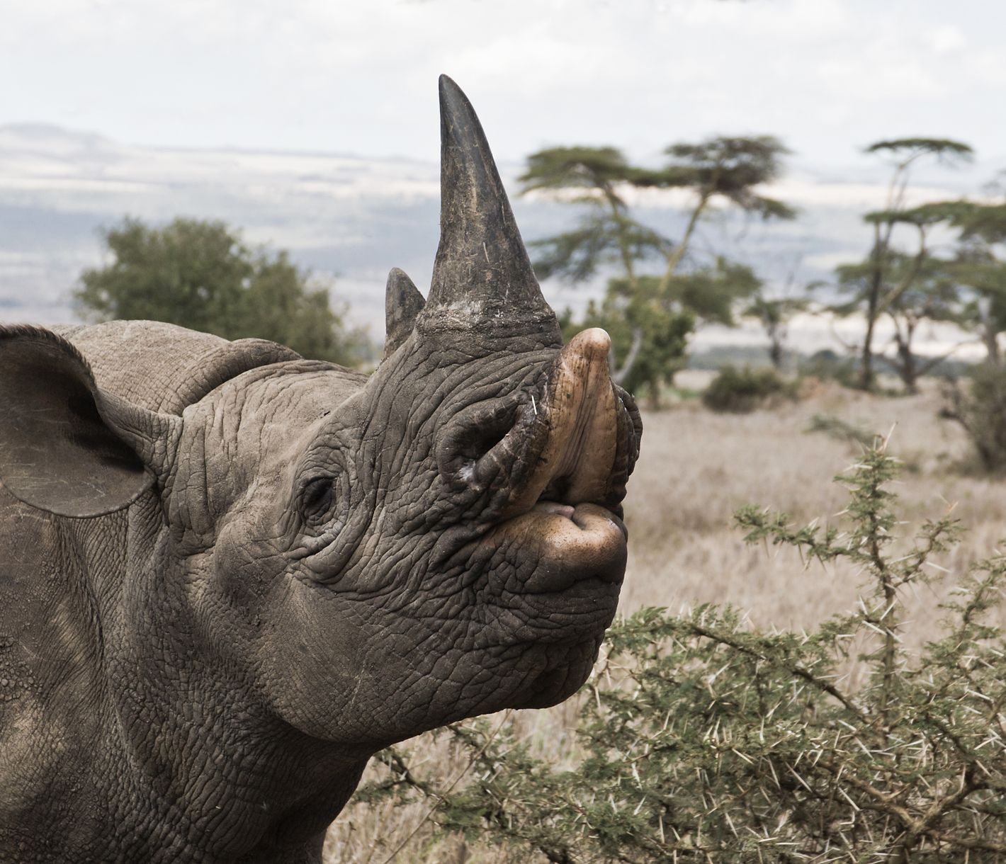 Spitzmaulnashorn im Lewa-Schutzgebiet