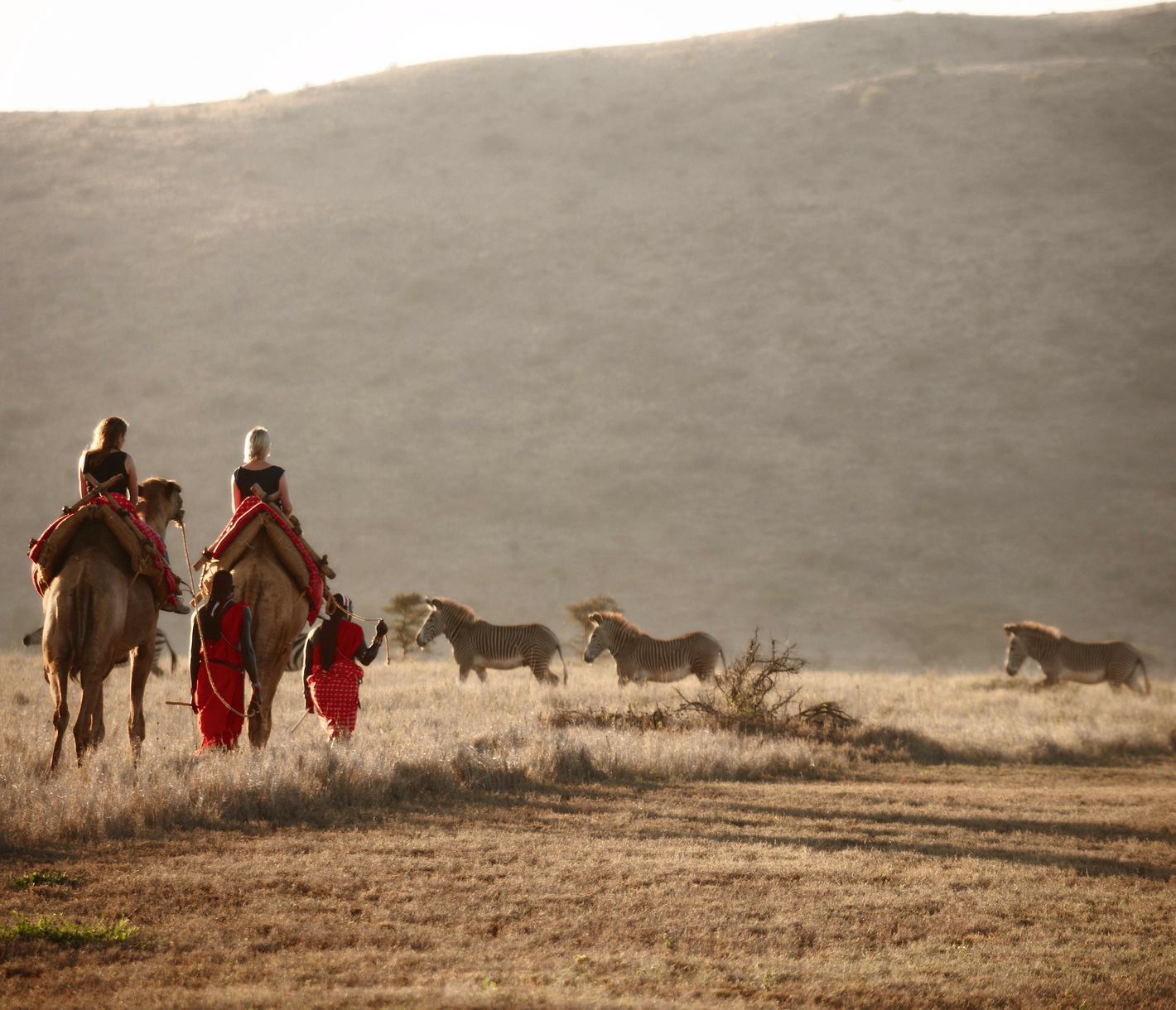 Kamel-Safari im Lewa-Schutzgebiet