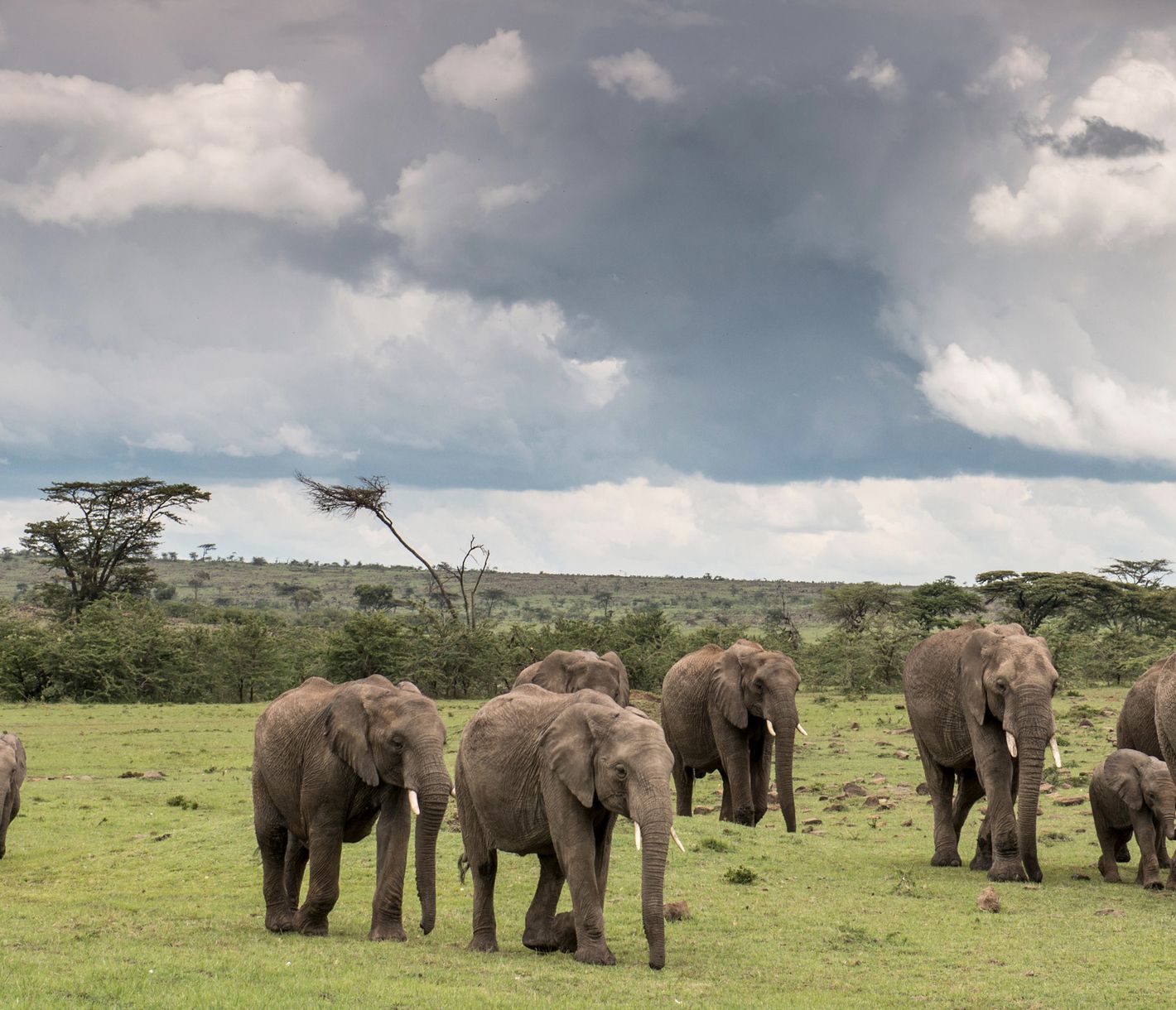 Elefantenherde auf Streifzug in der Naboisho-Conservancy